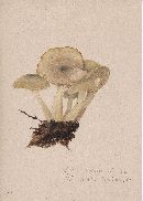 Clitocybe brumalis image