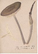 Agaricus bresadolanus image