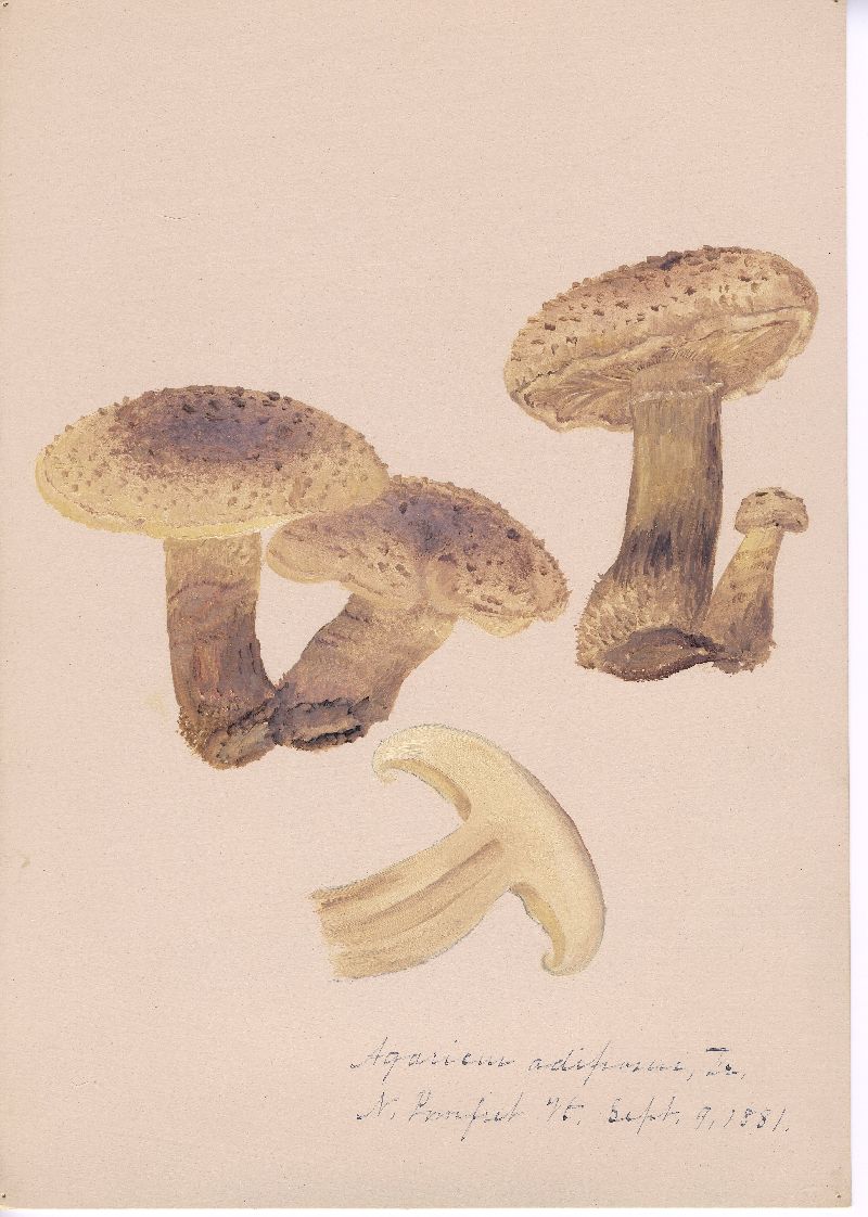 Agaricus adiposus image