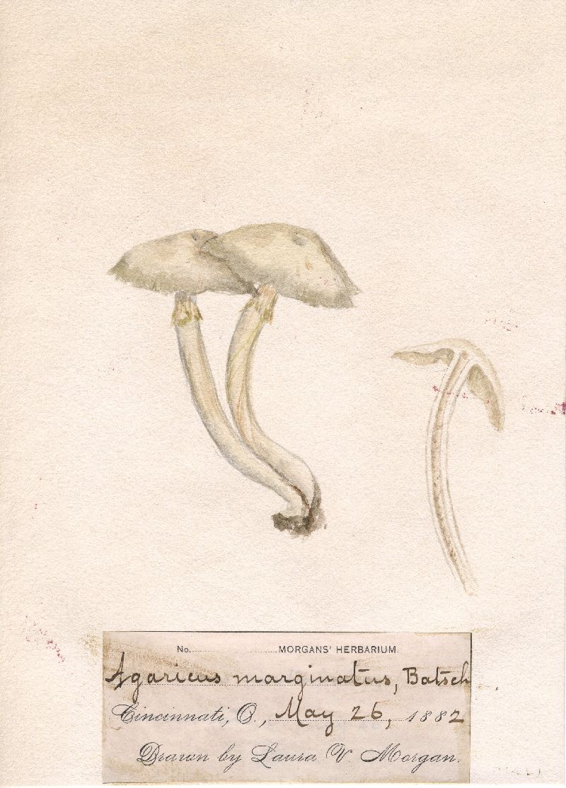 Agaricus marginatus image