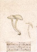 Agaricus marginatus image