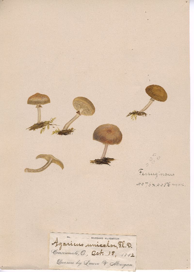 Agaricus unicolor image