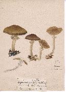 Kuehneromyces mutabilis image