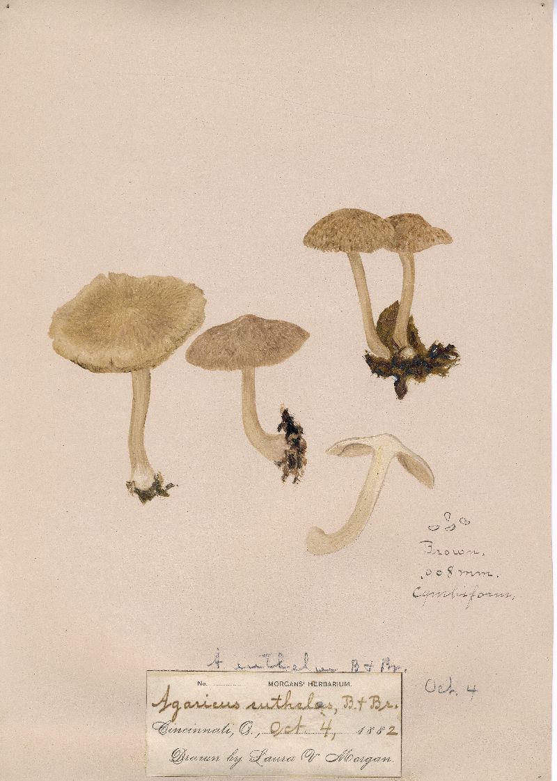 Agaricus eutheles image