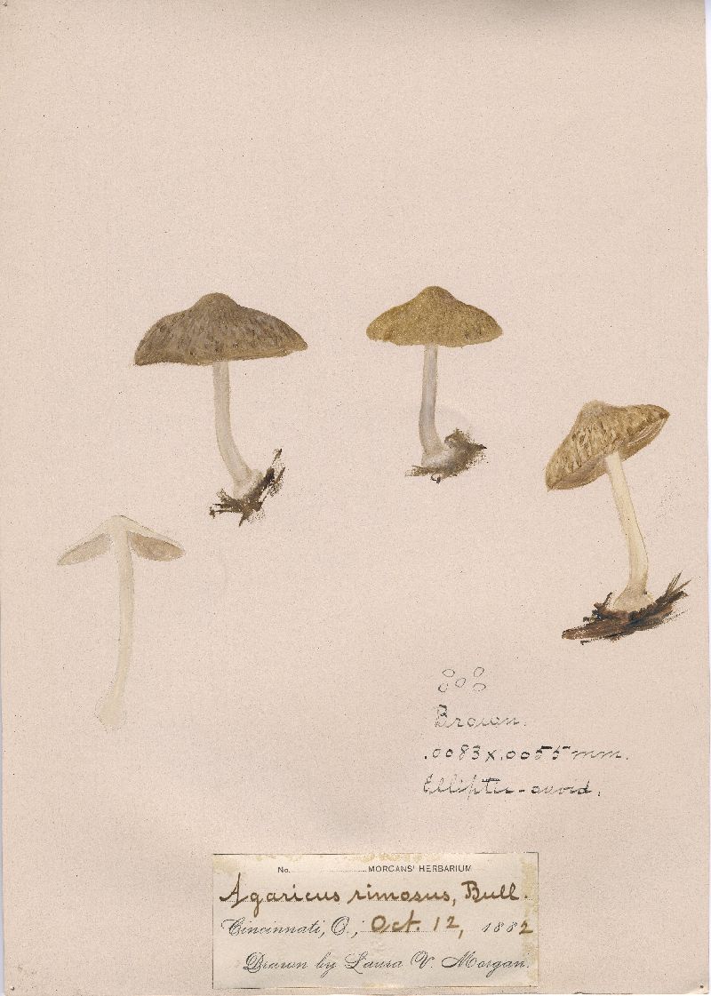 Dermoloma cuneifolium image