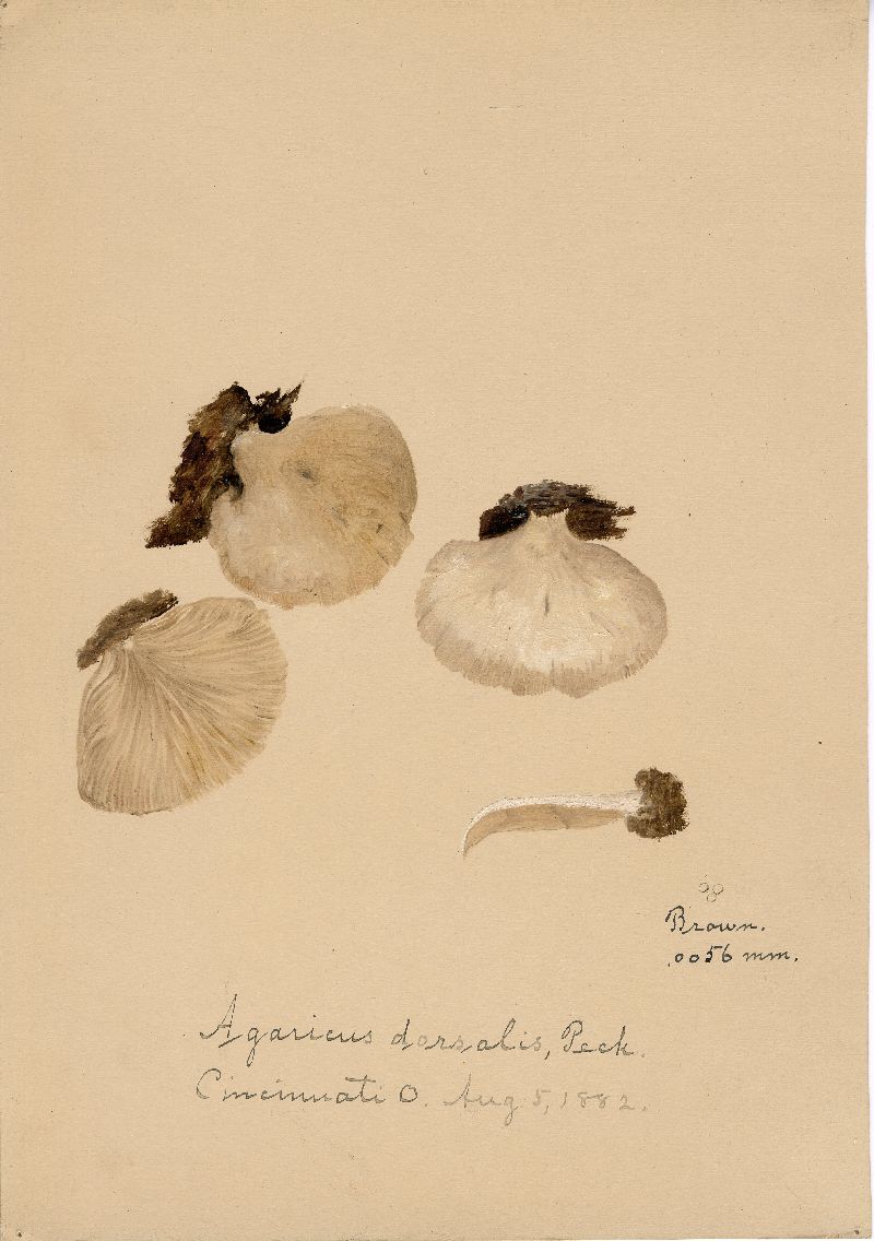 Agaricus dorsalis image