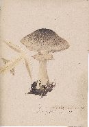 Agaricus silvaticus image