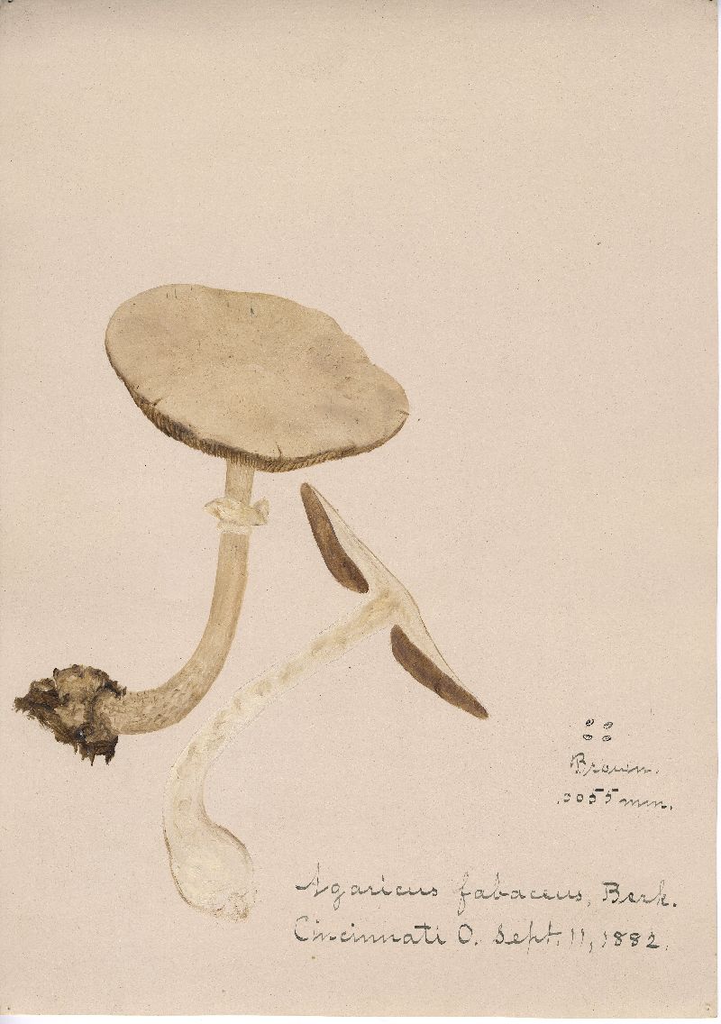 Agaricus fabaceus image