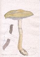 Stropharia aeruginosa image