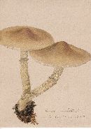 Stropharia hornemannii image