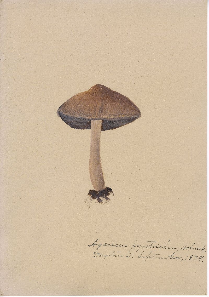Lacrymaria pyrotricha image