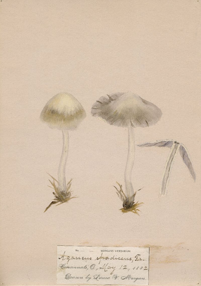 Hygrocybe spadicea image