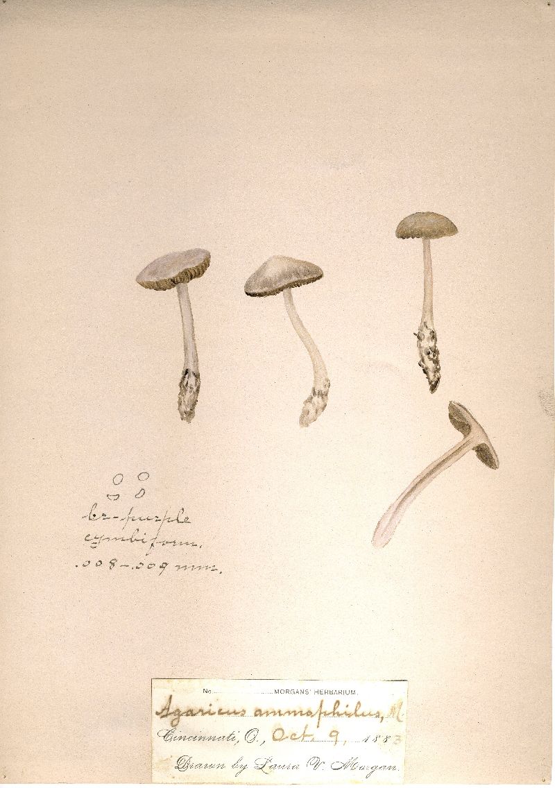 Agaricus ammophilus image