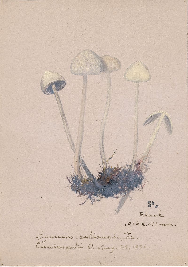 Agaricus retirugis image