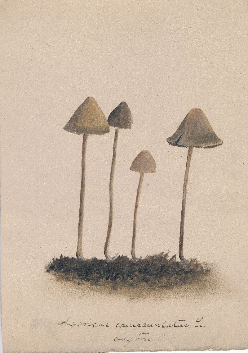 Agaricus campanulatus image