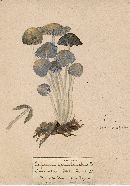 Coprinus semilanatus image