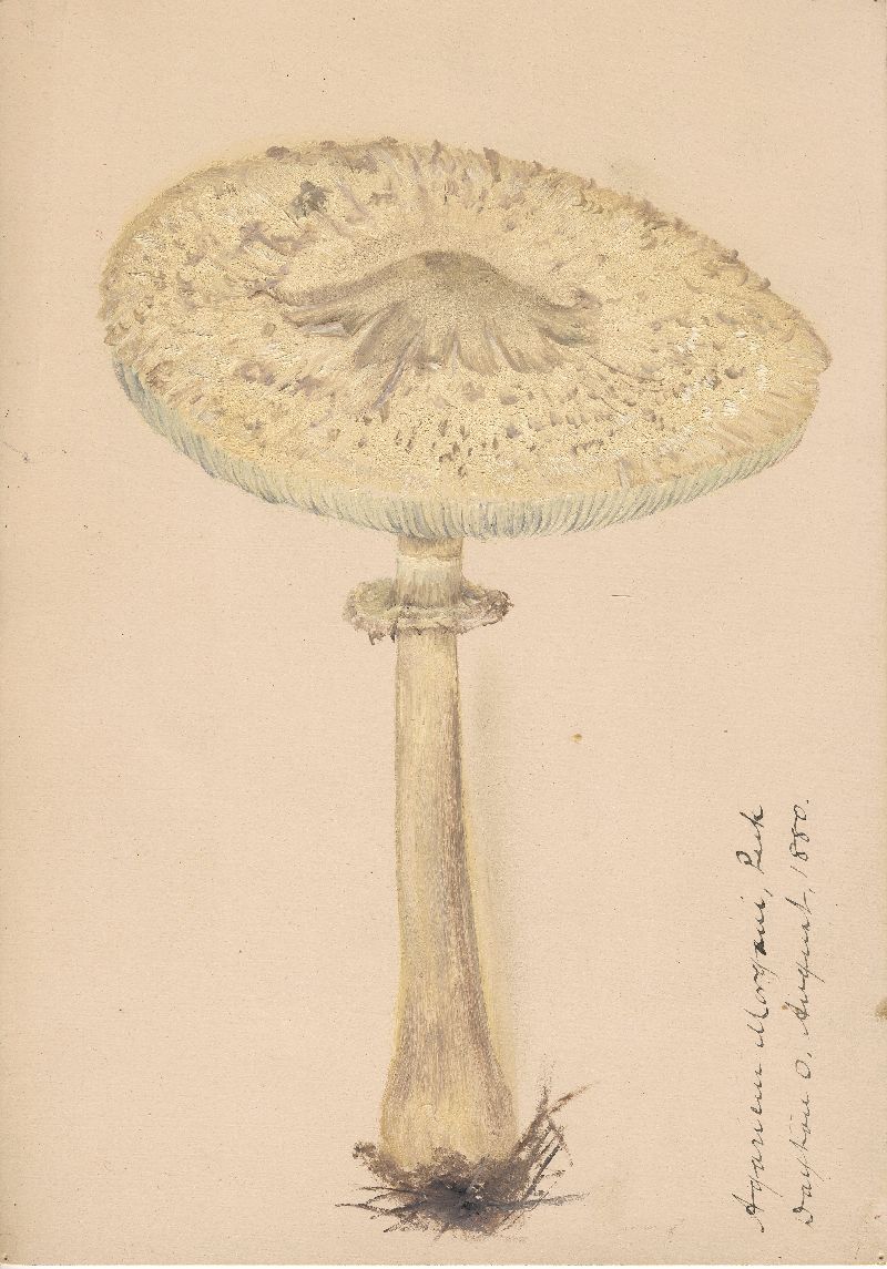 Agaricus morgani image