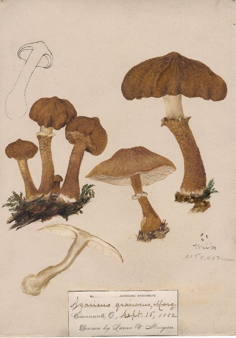 Agaricus granosus image