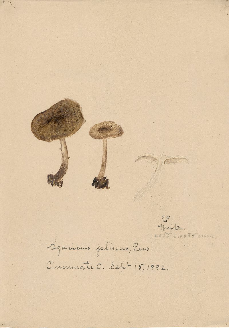 Agaricus felinus image