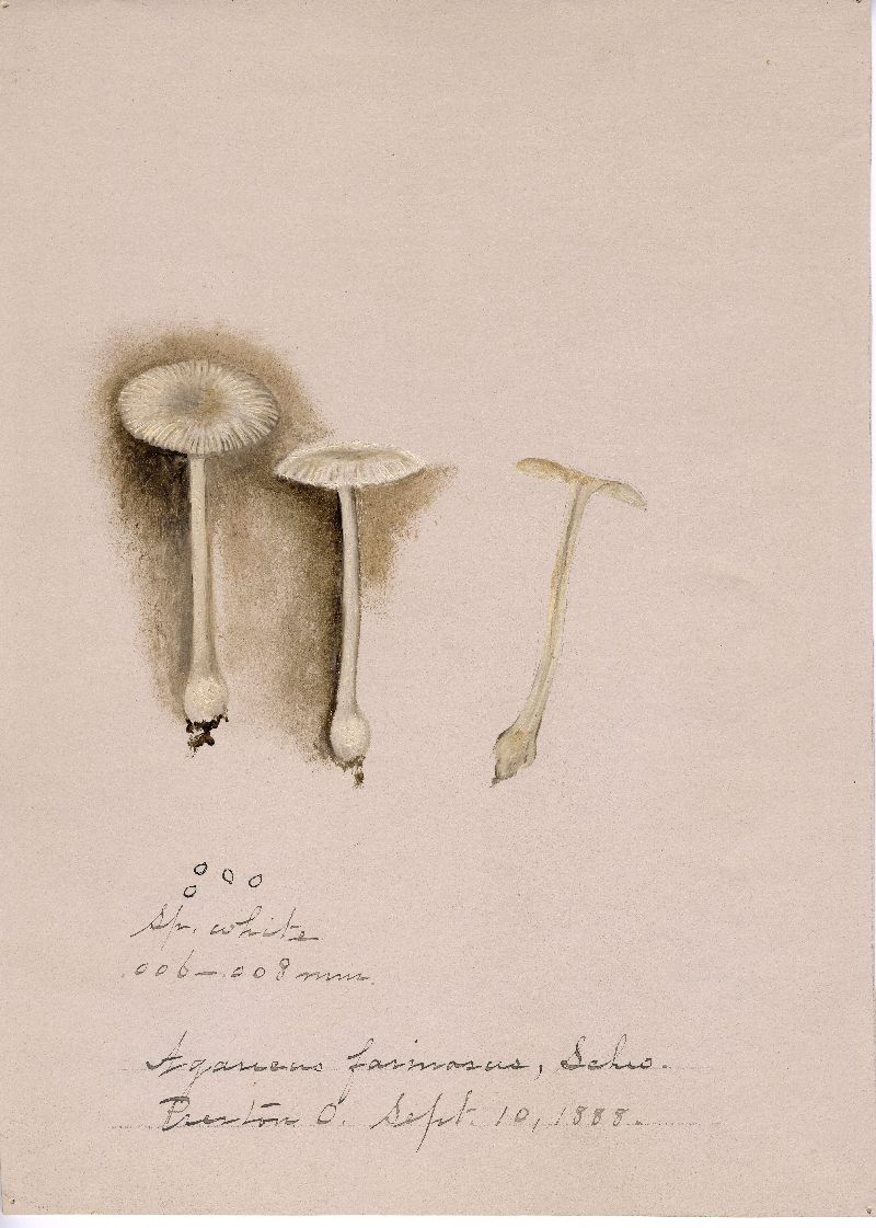 Agaricus farinaceus image