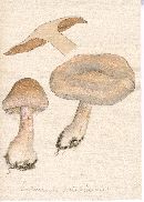 Cortinarius catskillensis image