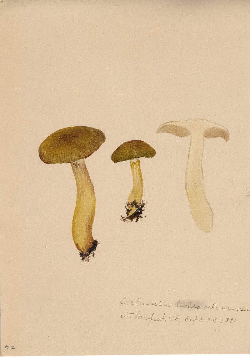 Cortinarius livido-ochraceus image