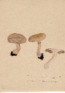 Cortinarius purpurascens image