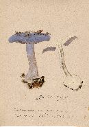 Cortinarius caerulescens image