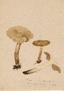 Cortinarius claricolor image