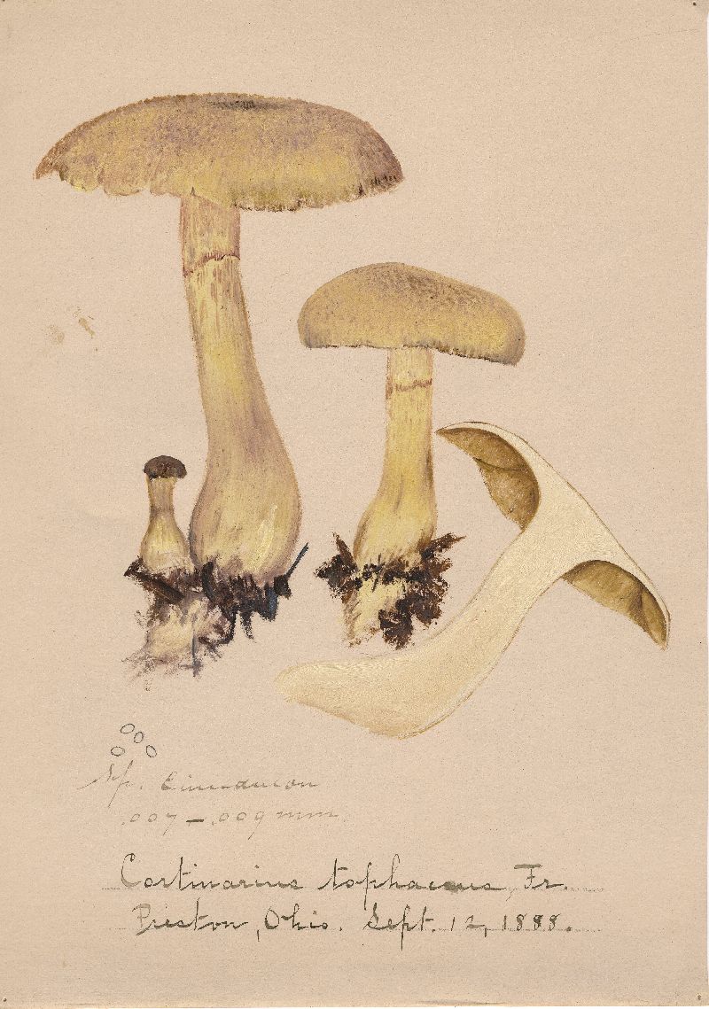 Cortinarius tophaceus image