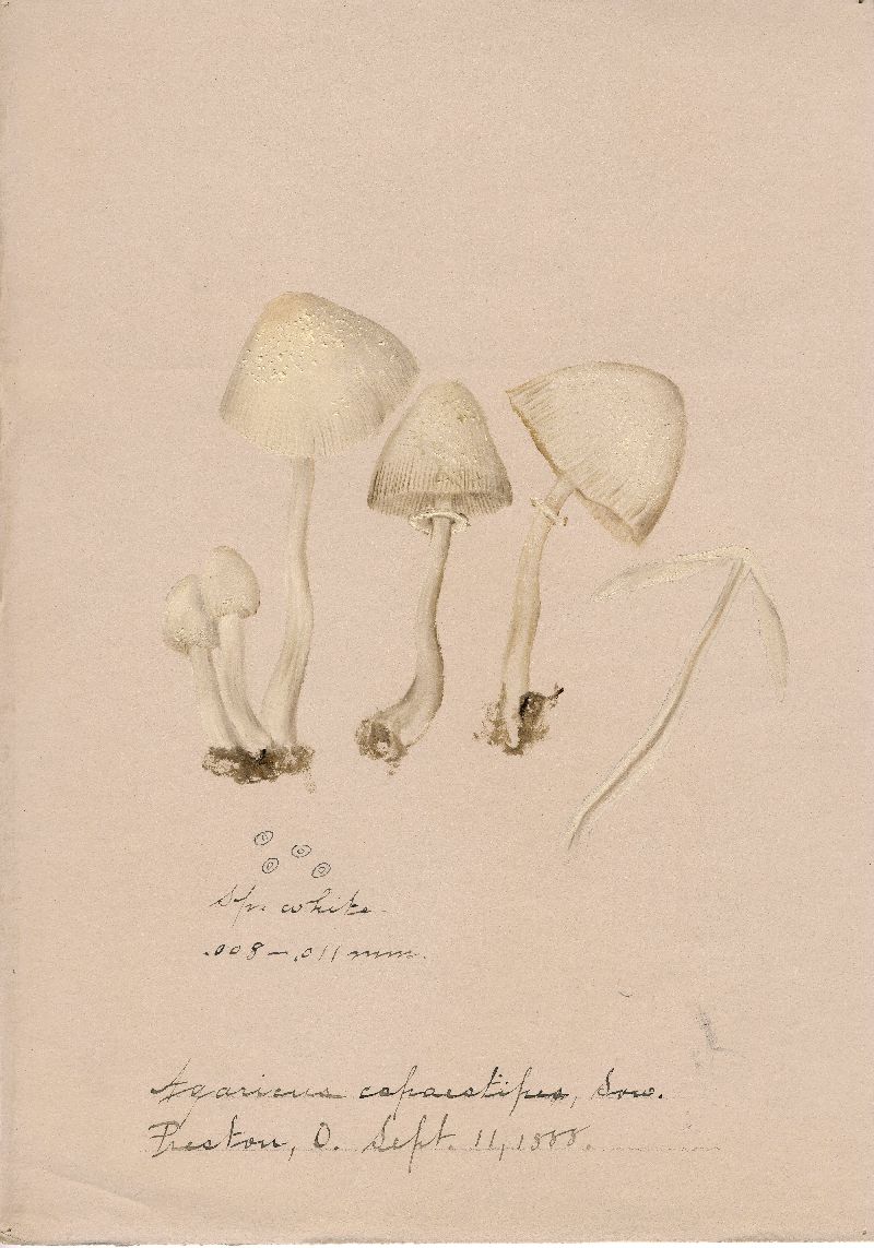 Agaricus caepestipes image