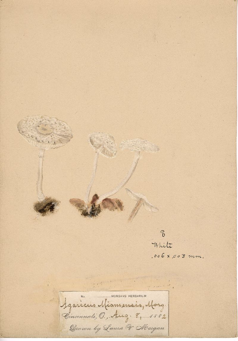 Agaricus miamensis image