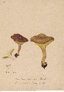 Paxillus flavidus image