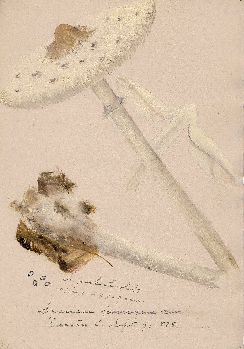 Agaricus porrigens image