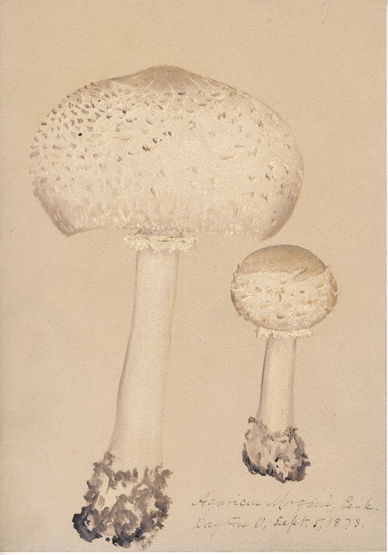 Agaricus morgani image