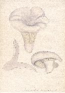 Lactarius vellereus image