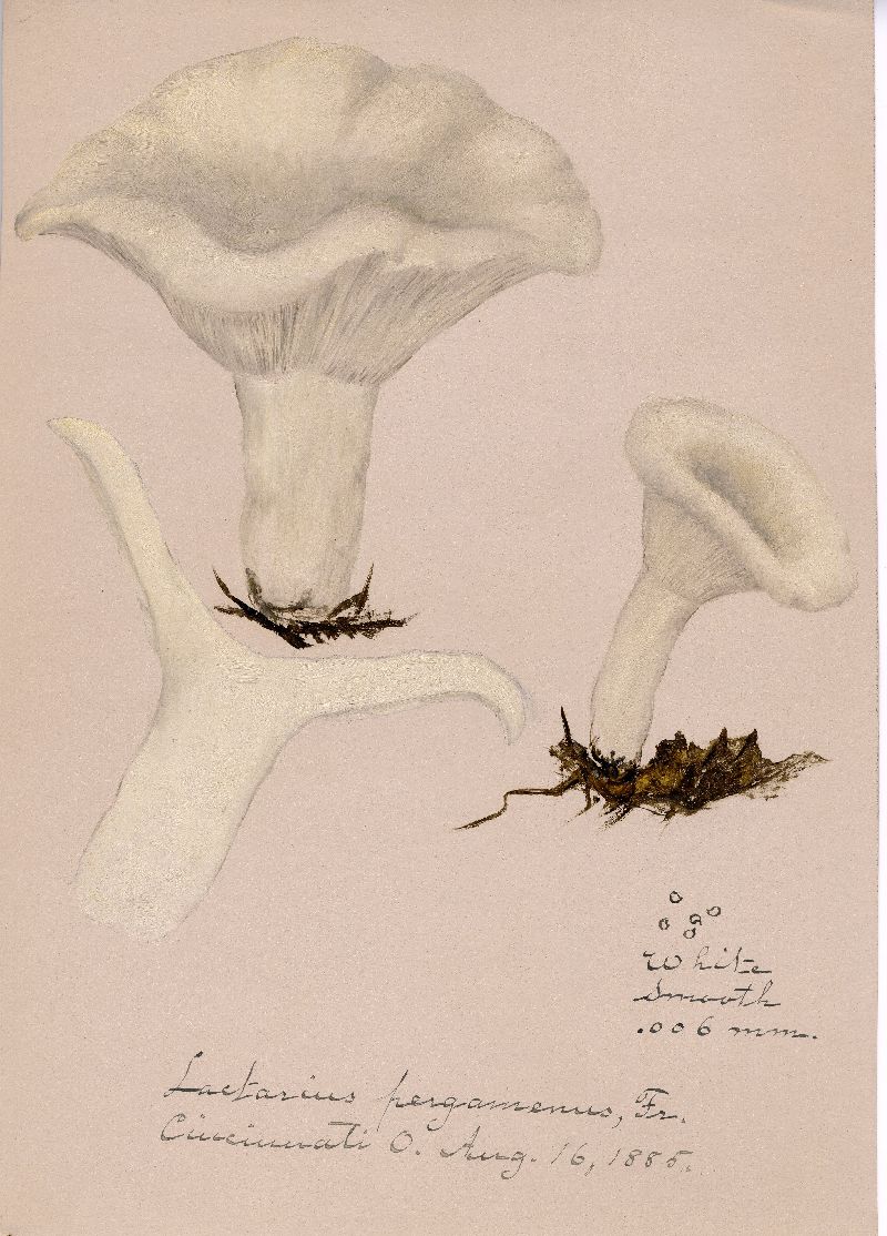 Lactarius pergamenus image