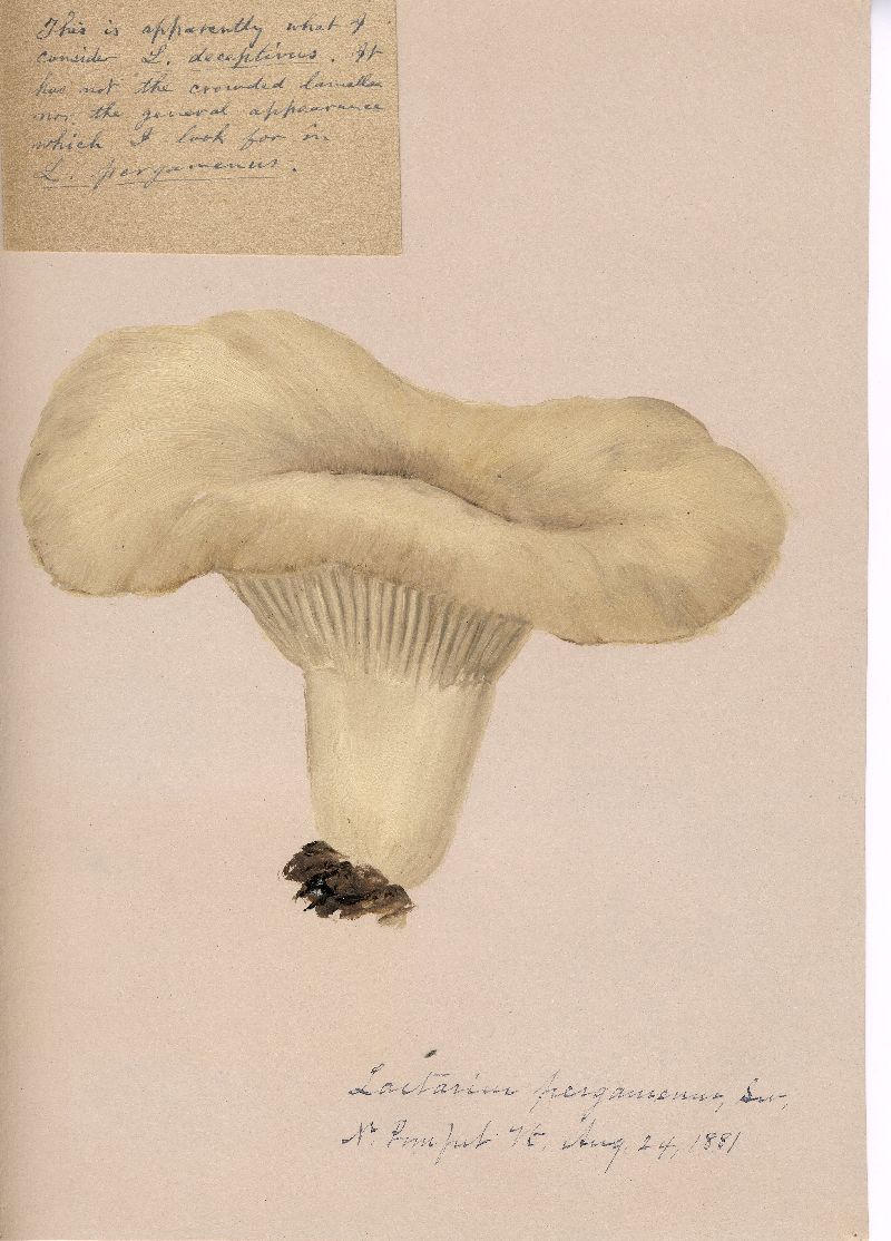 Lactarius pergamenus image