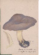 Lactarius trivialis image