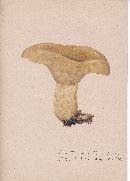 Lactarius affinis image