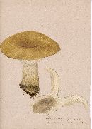 Lactarius affinis image