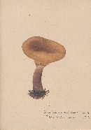 Lactarius subdulcis image