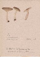 Lactarius fuliginosus image