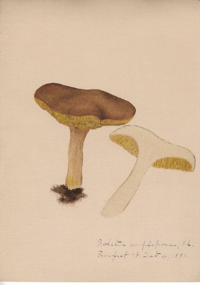 Boletus ampliporus image