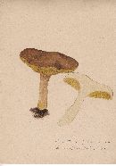 Boletus ampliporus image