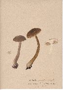 Boletus gracilis image