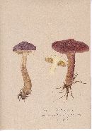 Suillus pictus image