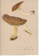 Suillus collinitus image