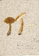 Gyroporus castaneus image