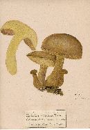 Retiboletus retipes image